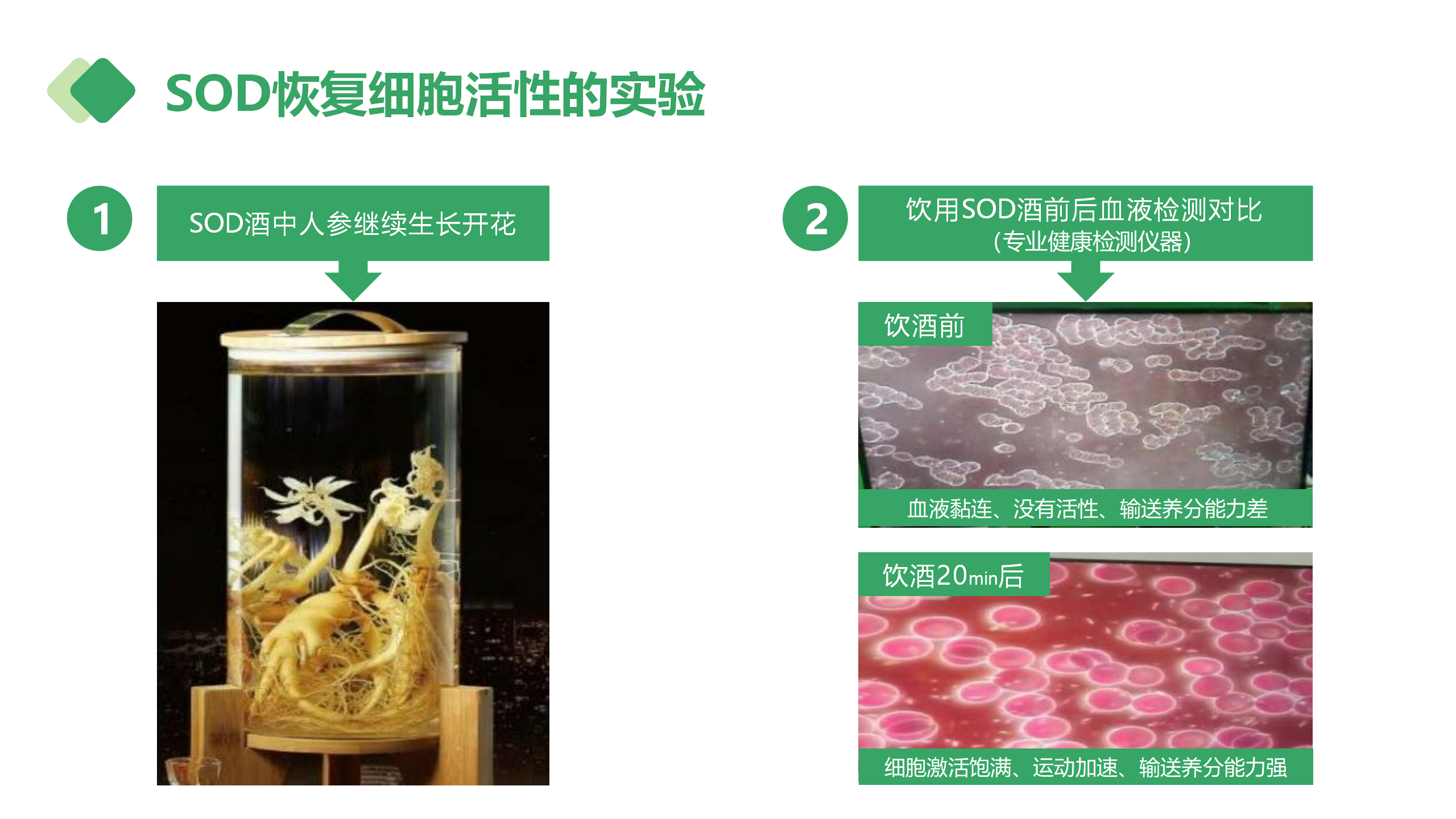 公司介绍-深圳王者生物_12.png